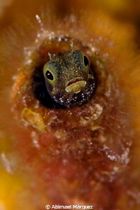 Secretary Blenny by Abimael Márquez 